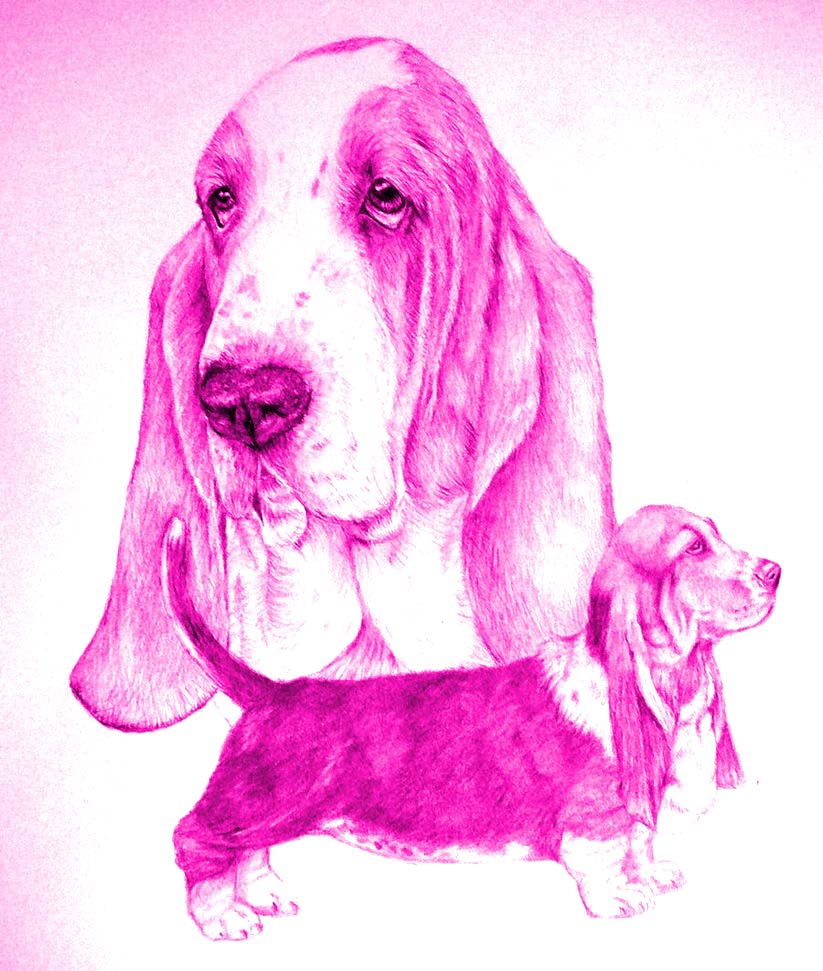 hounds